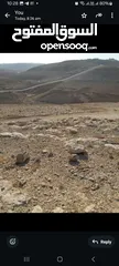  1 مطلوب ارض للشراء زينات الربوع
