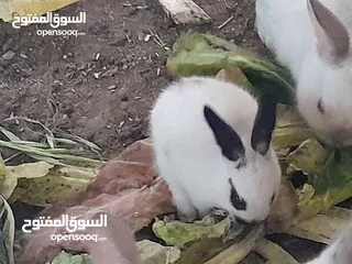  3 يوجدارانب النوع فرنسي عمر شهر 3د شهرين 5د