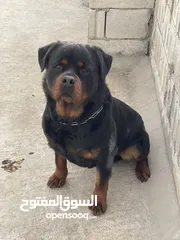  3 Rottweiler 4sale روت وايلر للبيع
