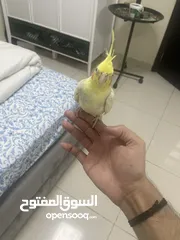  1 Cocktail and love bird with cage 300