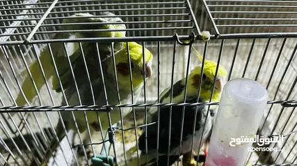  5 جوز كوكتيل بايد للبيع