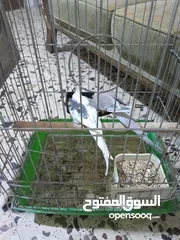  1 جوز كوكتيل وايت فيس