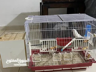  6 جوز روز البينو عين حمرا حبات جامبو بالصلاه على النبي الطيرة فل لامه قش وقريب تبيض ان شاءالله