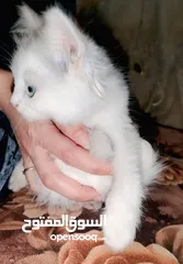  5 كتن هملايا مكس شيرازي للبيع