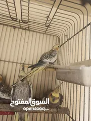 2 فراخ كوكتيل عمر اقل من شهرين وفراخ زق يدوي