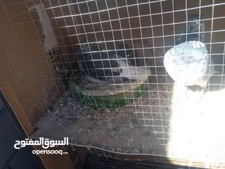  11 حمام كش وزق حمام حلوه للبيع سعر مغري سبب  محتاج مصاري عشان اعيد من الاخر يعني