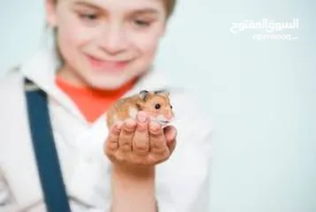  15 هامستر روسي كراميل Hamster مع قفص اليف نظيف جدا لعوب يحب الاستحمام ياكل اي شي تقدمه  همستر حجم كبير