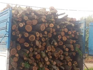  2 حطب زيتون زند وقرمي ناشف حطب لوزيات ناشف