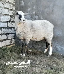  2 نعجه رومانوف روسيه متعدد التوام اصليا للبيع