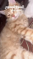  4 قط ذكر شيرازي عمر 5 شهور لطيف يحب العب بدون اي مقابل مادي فقط الاطمئنان عليه كل فترة مؤقتة وصحة تمام