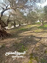  17 القبة الذهبية  شارع بلعا-دير الغصون