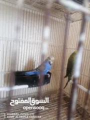  8 جواز حب انجليزي للبيع او للبدل كل اشي اله سعره وفيه دن فالو