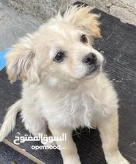  3 كلاب لولو فوكس اعمارهم 5 شهور لعوبين للبيع بسعر لقطه الكلبين  ،،،البيع بداعي السفر فقط ،،،
