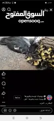  1 مطلوب بط بلدي صغير