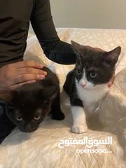  11 قطط للتبني Cats for adoption