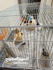  5 8 Beautiful and Healthy Zebra Finches with Large Spacious Cage Full Set for Sale :)
