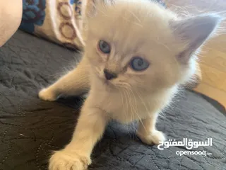  4 كتن مكس العمر 35 يوم