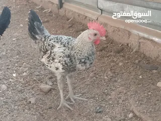  1 فراخ للبيع