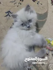  1 قطط هملايا العمر شهرين