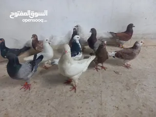  5 حمام مالطي جامبو البيع كوم بسعر حرق