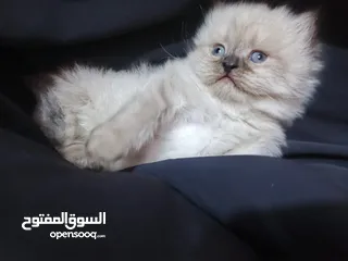  3 قطه هملايه معه كتناته 3