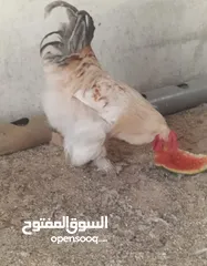  8 للبيع ديوك براهمه