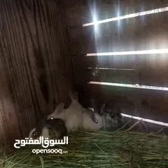  6 ارانب بلدي للبيع اقرا الوصف