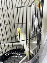  2 جوز كوكتيل للبيع