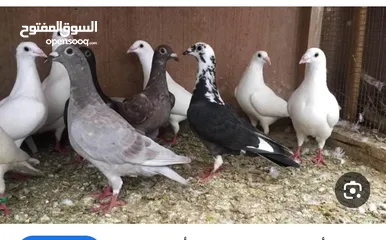  1 مطلوب حمام بلدي حجم