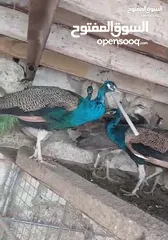  8 جواز طاووس للبيع