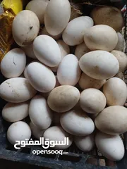  1 بيض بط عرب و وز أبيض فقط