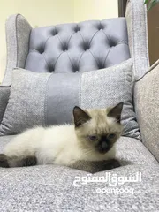  5 قطط سكوتش فولد للبيع العمر شهرين ذكر و انثى مقربين لبعض جداً و لعوبين جداً