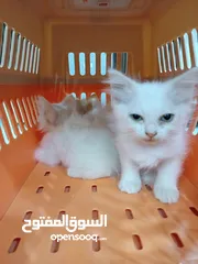  3 بيع قطط شيرازي صغيرة عيون زرقاء جميع الوان