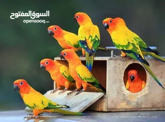  1 فرخ صن كنيور للزق اليدوي