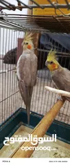  2 جوز كوكتيل شغال تفريخ بياض
