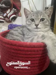  3 British Shorthair Blue Cat Tabby, Pure White Cats with Heterochromia Iris