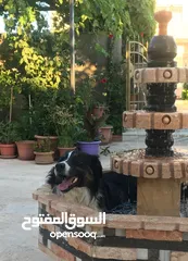  7 لاول مرة في الوطن العربي اذكى كلب في العالم