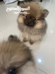  2 pomeranian female 2 months كلب بومنارين انثى شهرين