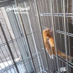  1 ذكور كنار جاهزين عمر سنه ونص وثاني سنه  وروز جاهزين عمر سنه ذكر واثى
