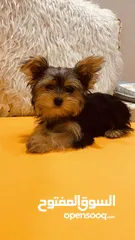  3 Yorkshire Terrier , 3 months old