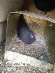  9 حمام للبيع
