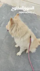  2 كلب هاسكي سيبيري العمر 11شهر انثى