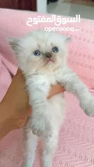  1 Cute baby kitten