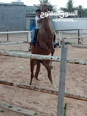  1 احصان عربي اصيل الدم 100/100