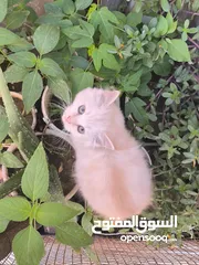  2 قطة شيرازية انثى