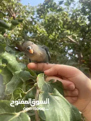  4 بيع طير اللوف بيرد-lovebird - طير الحب - لون أخضر - لطيف و أليف جدا -