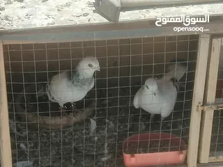 26 حمام للبيع
