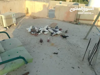 9 حمام للبيع في الزرقاء العالوك بجانب بقالة الصقر التواصل عبر الواتس اب