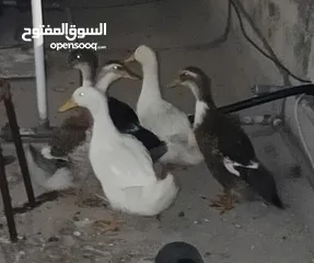  3 بط عدد 5 للبيع عمر من 3-4 شهور   . .........................................................