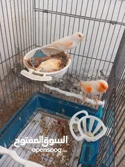 5 كنار موزييك احمر للبيع